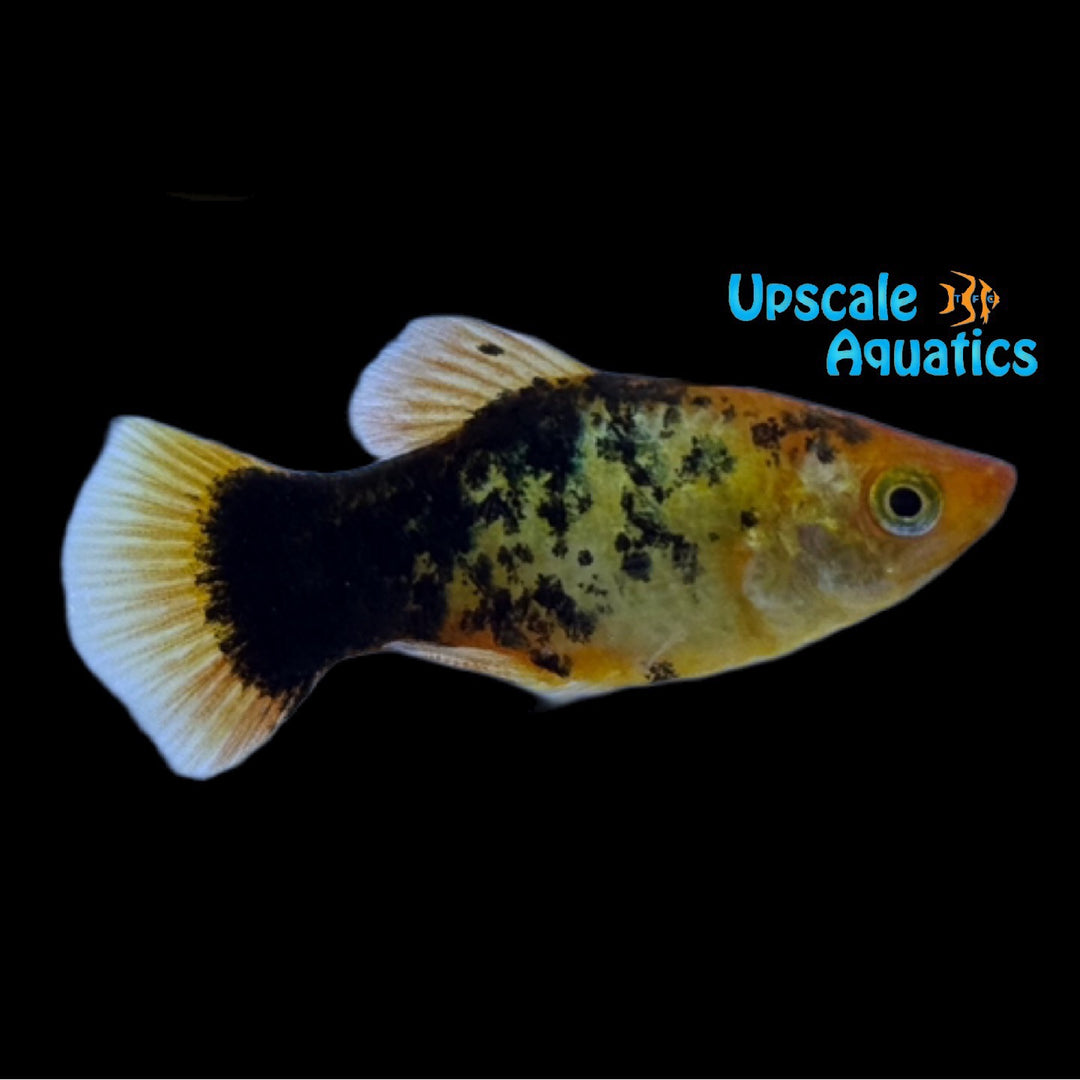 Golden Leopard Platy (Xiphophorus maculatus)
