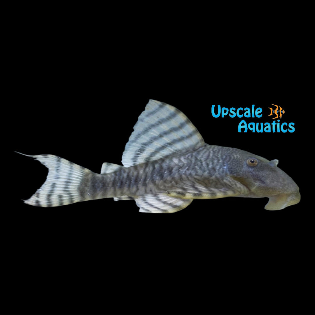 Tigerhead Pleco L226 (Panaqolus changae)