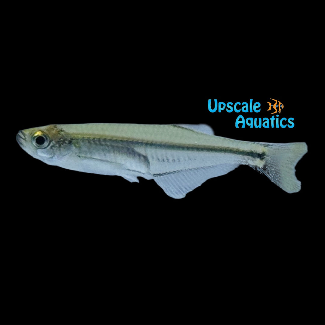 Nigerian Danio (Denticeps clupeoides)