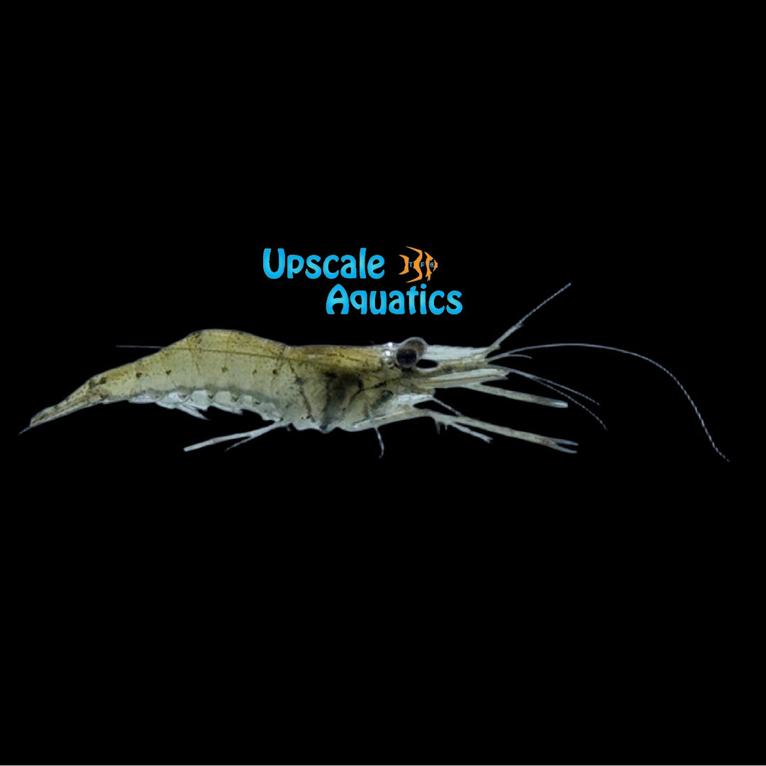 Nigerian Hovering Shrimp (Desmocaris trispinosa)