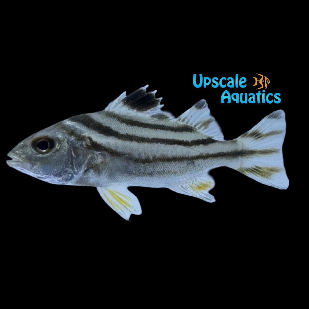 Target Fish (Terapon jarbua)