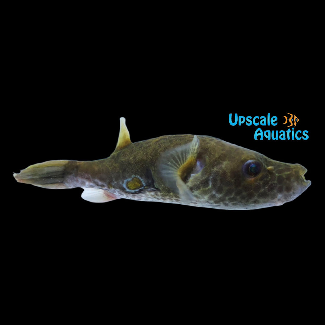 Thai Puffer (Pao barbatus)