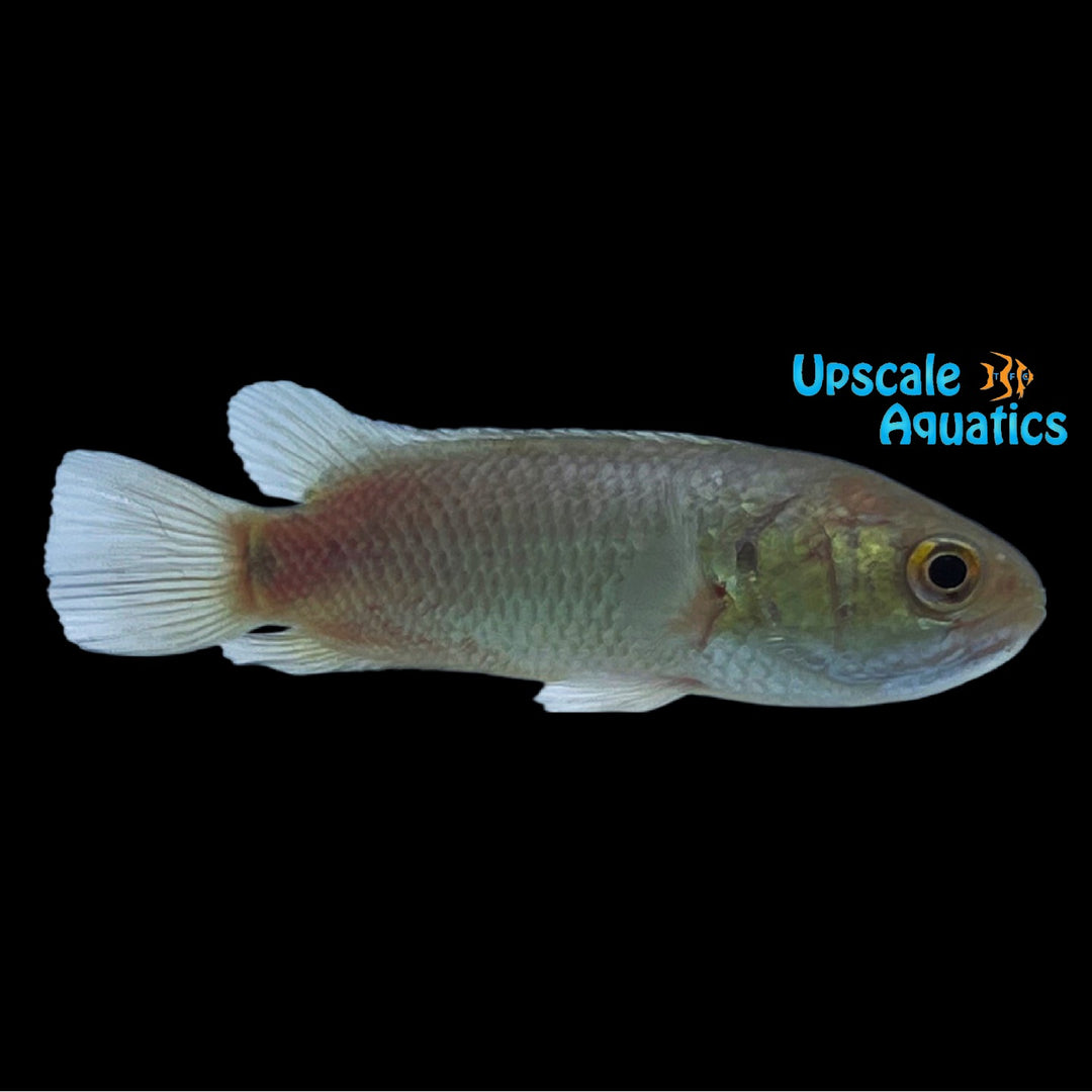 Climbing Perch (Anabas testudineus)