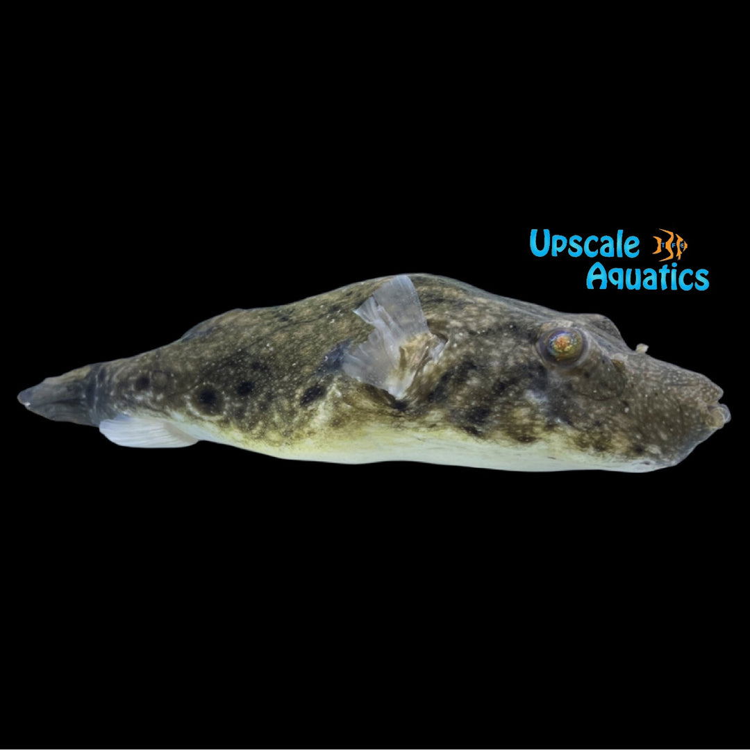 Cambodian Puffer (Pao cambodgiensis)