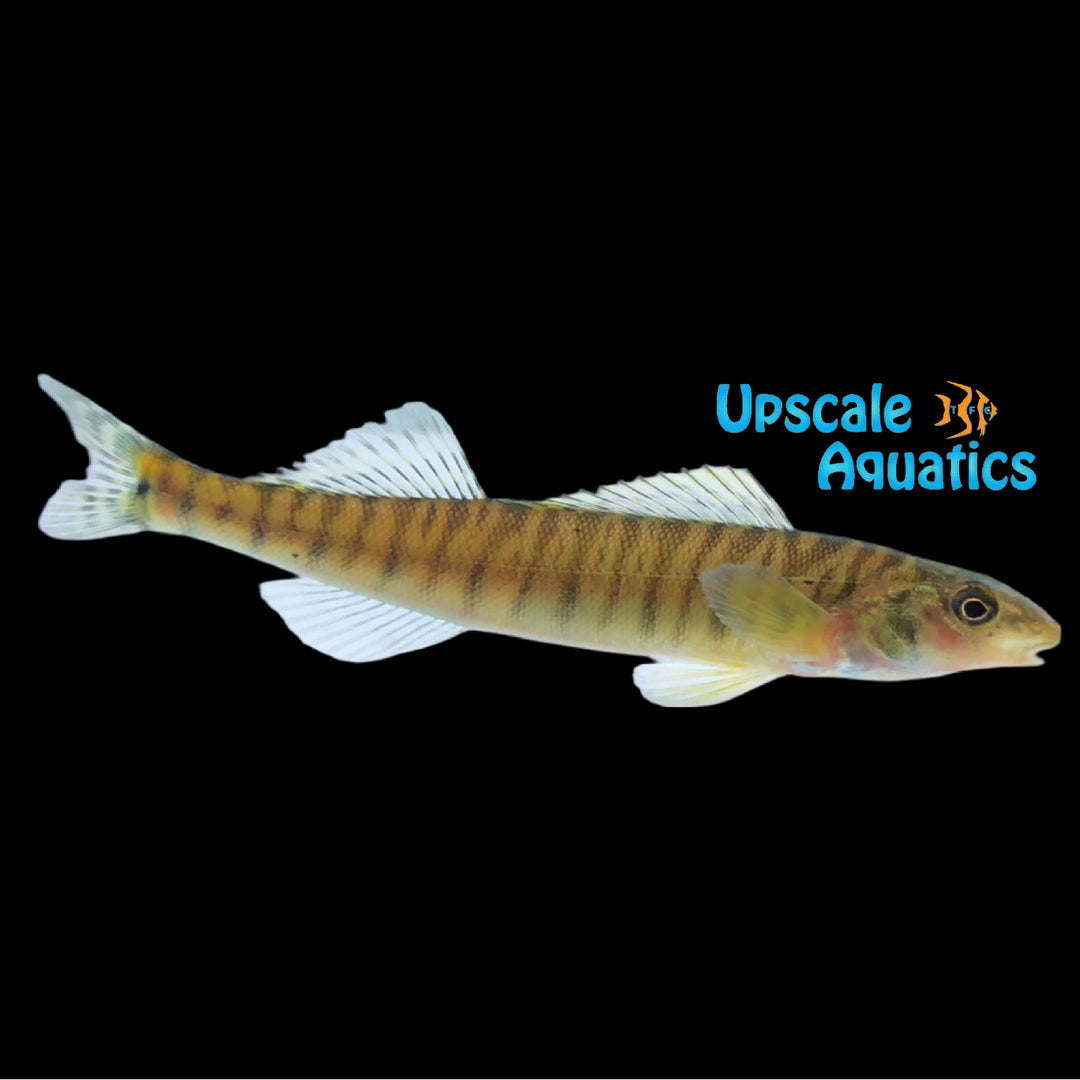 Logperch (Percina caprodes)