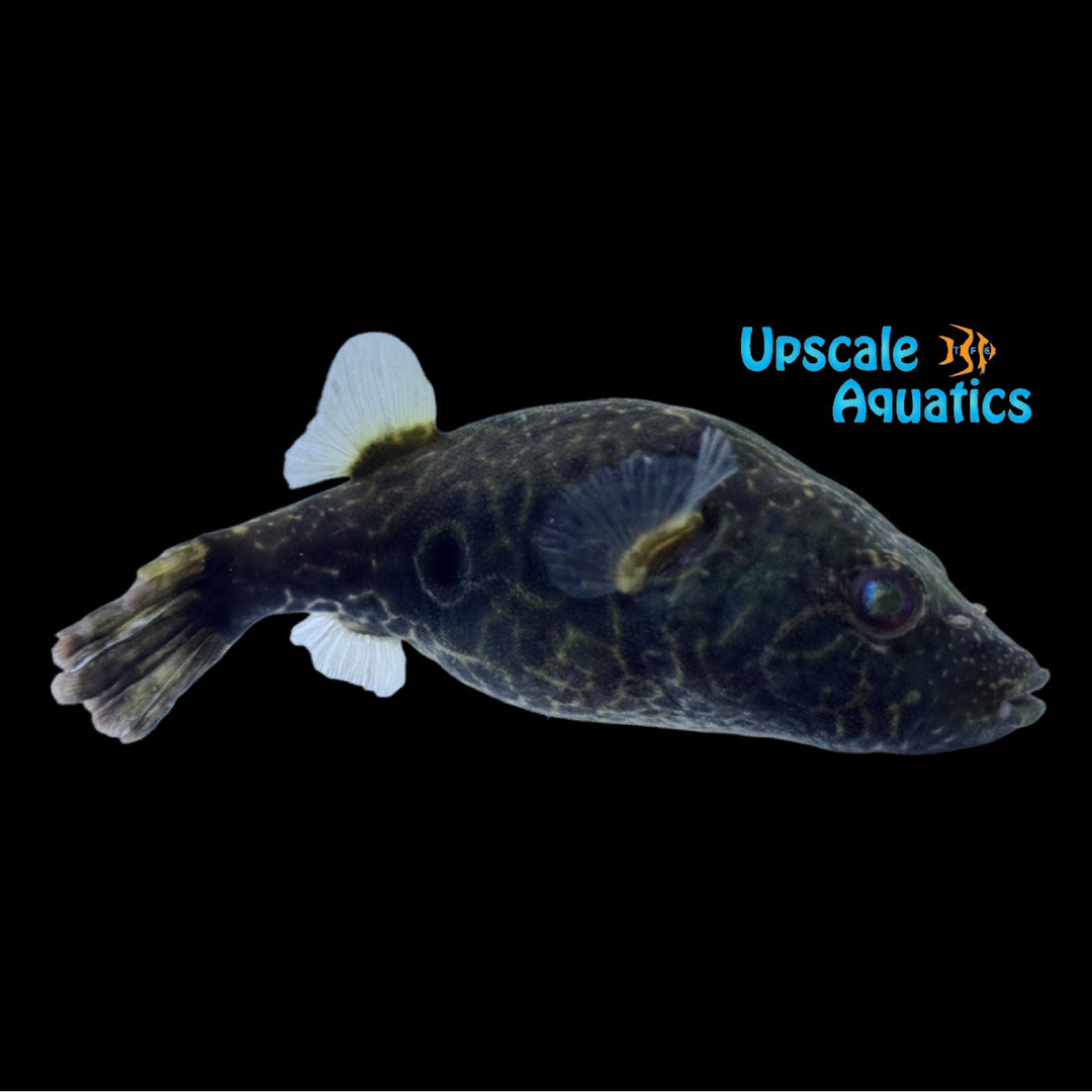 Mekong Puffer (Pao cochinchinensis)