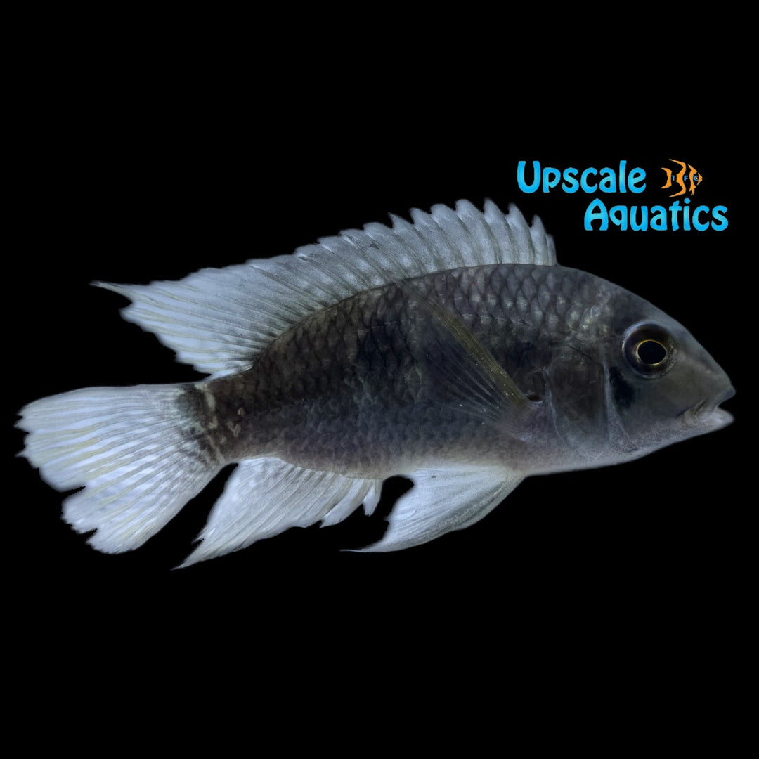 Saddle Cichlid (Aequidens tetramerus)
