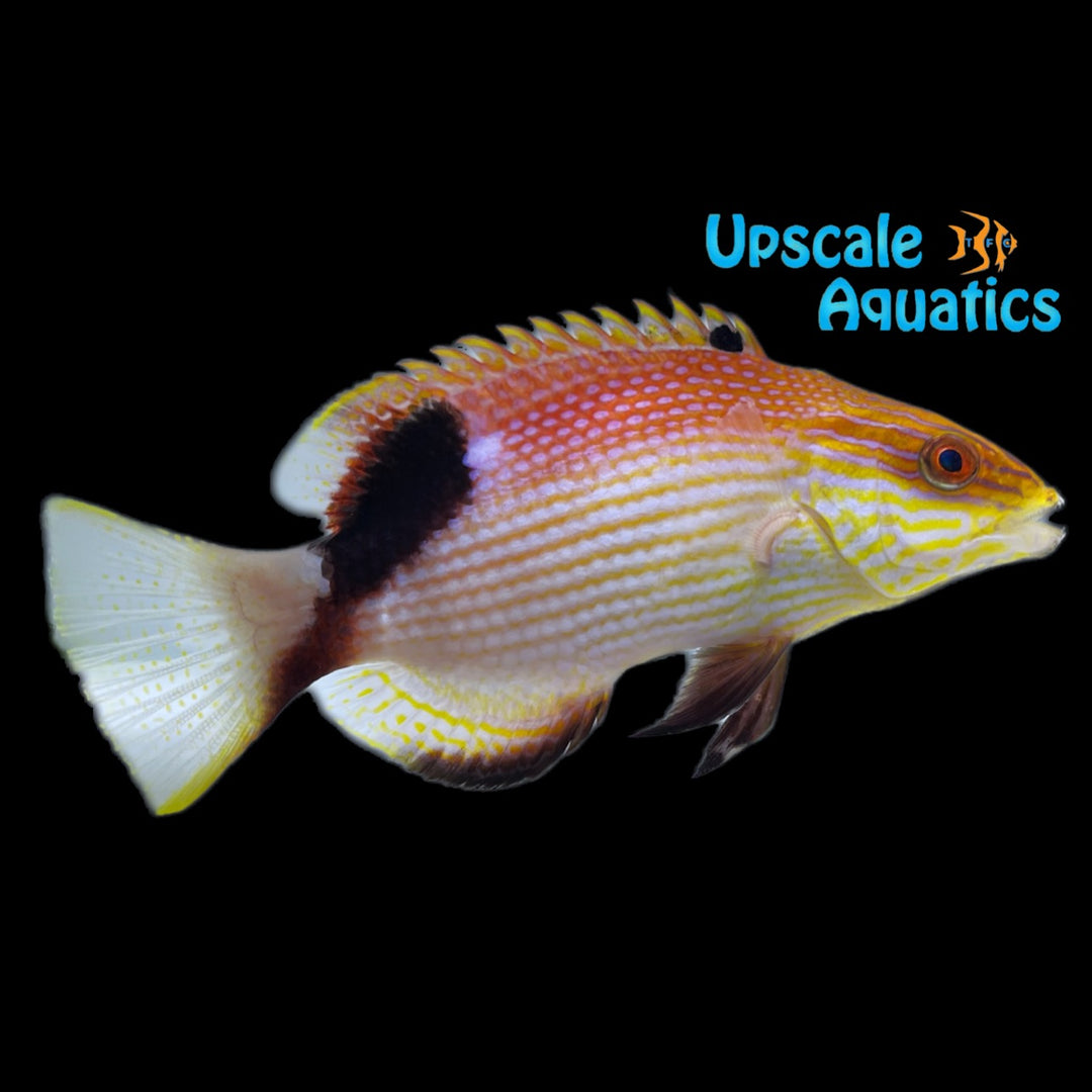 Blackfin Hogfish (Bodianus loxozonus)