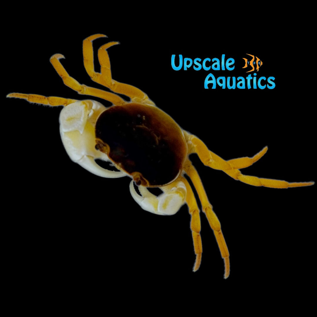 Japanese Dwarf Warrior Crab 'Sawagani' (Geothelphusa dehaani)