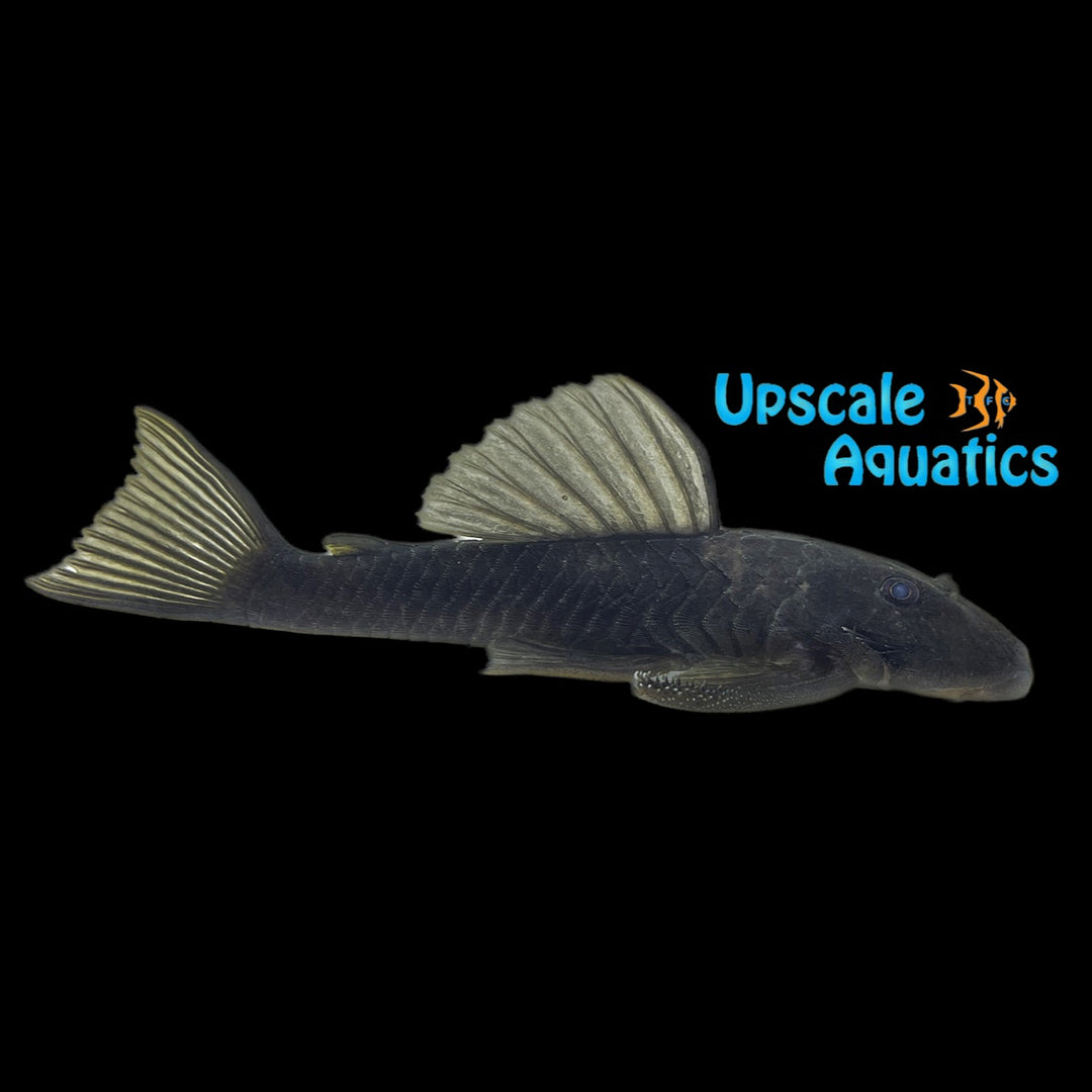 Olive Phantom Pleco (Hemiancistrus fuliginosus)