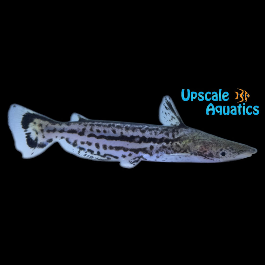 Orinoco Dolphin Catfish (Ageneiosus magoi)