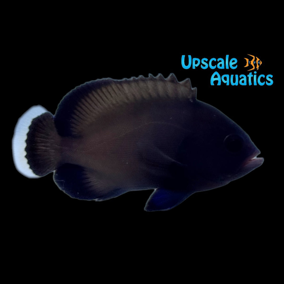 Redmouth Grouper (Aethaloperca rogaa)