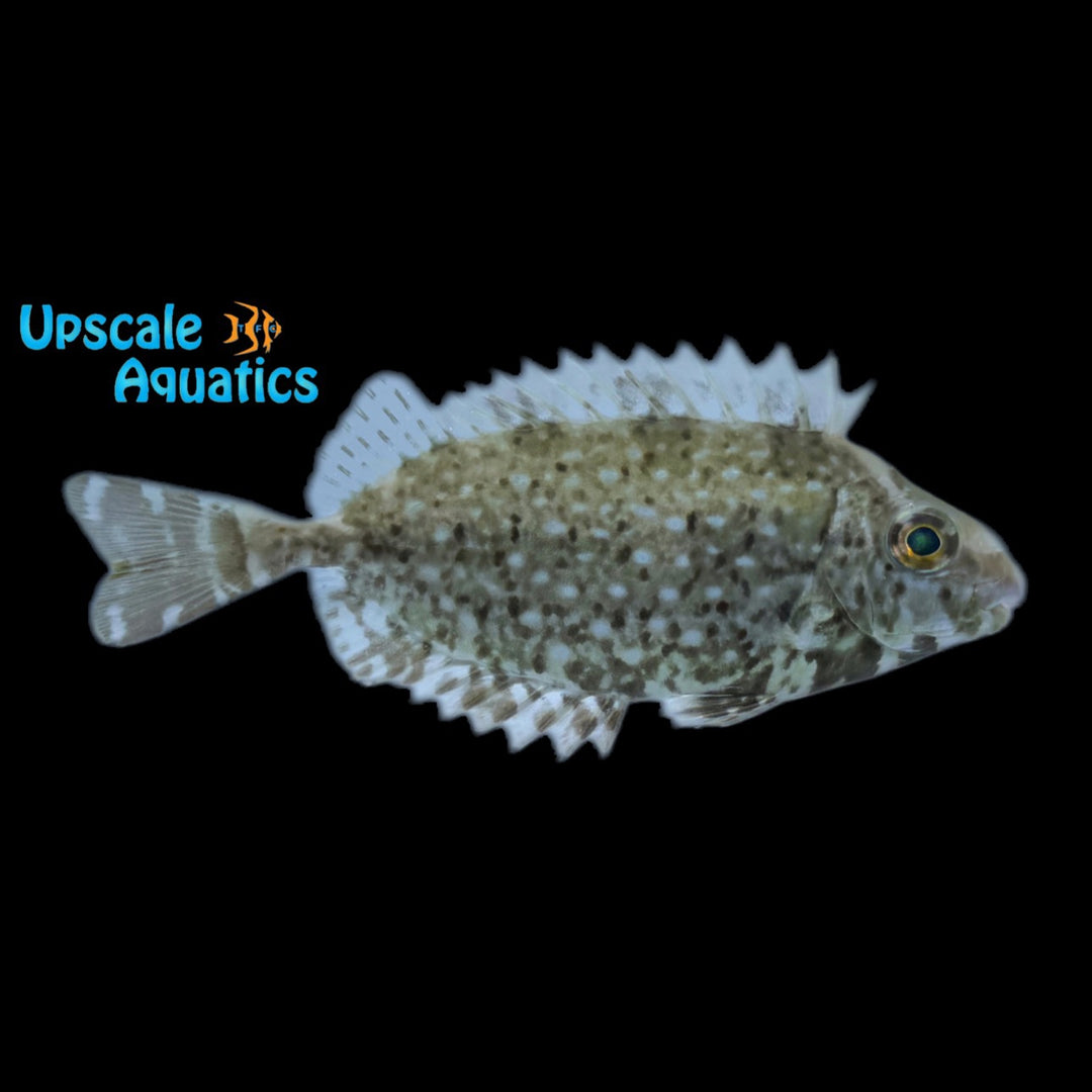 Mottled Spinefoot Rabbitfish (Siganus fuscescens)