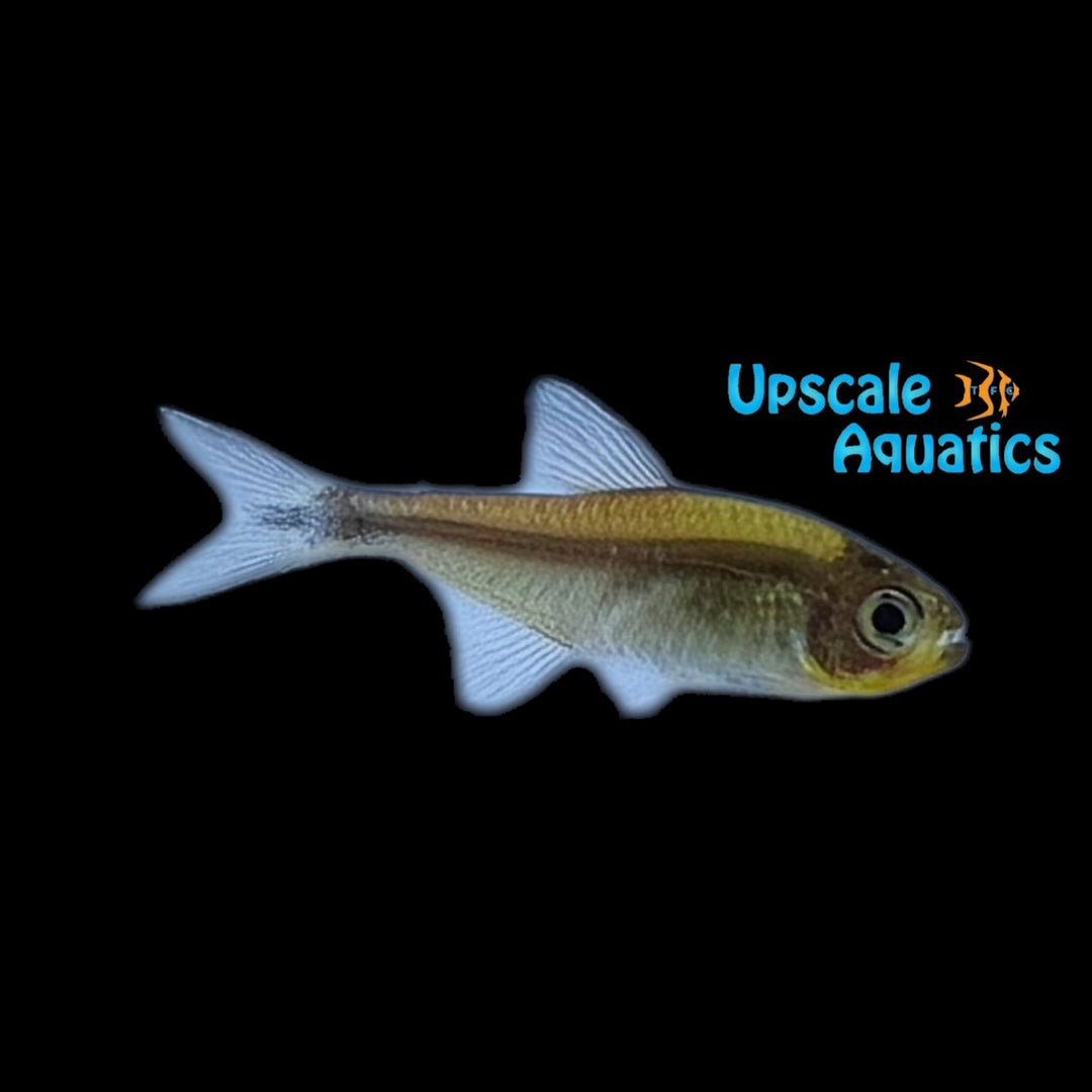 Manceriche Tetra (Hyphessobrycon sp. Manceriche)