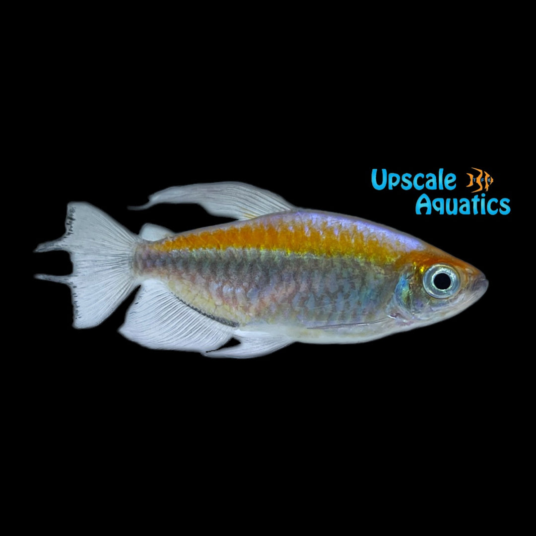 Congo Tetra (Phenacogrammus interruptus)