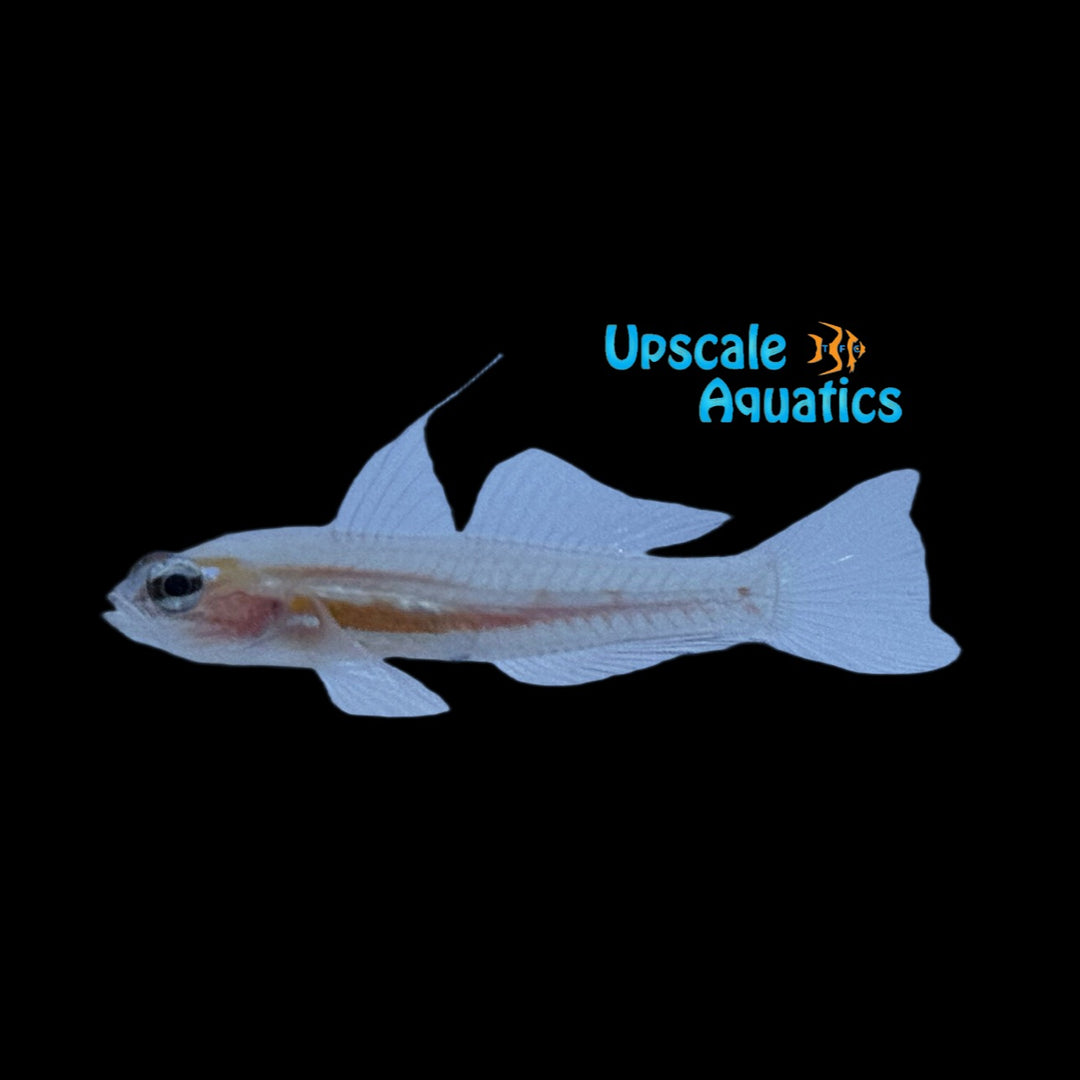 Masked Goby (Coryphopterus personatus)