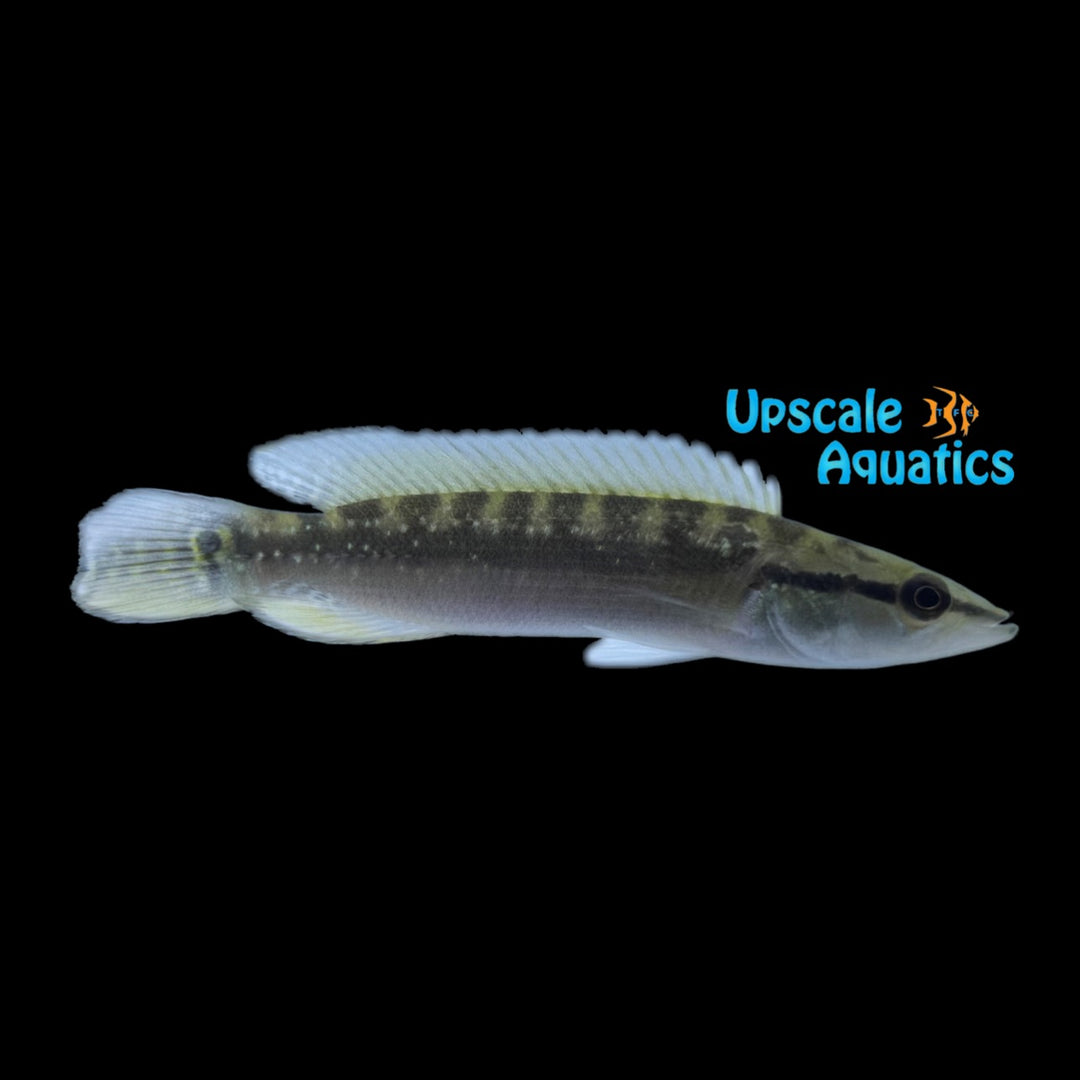 Gold Spangle Pike (Crenicichla nickeriensis)