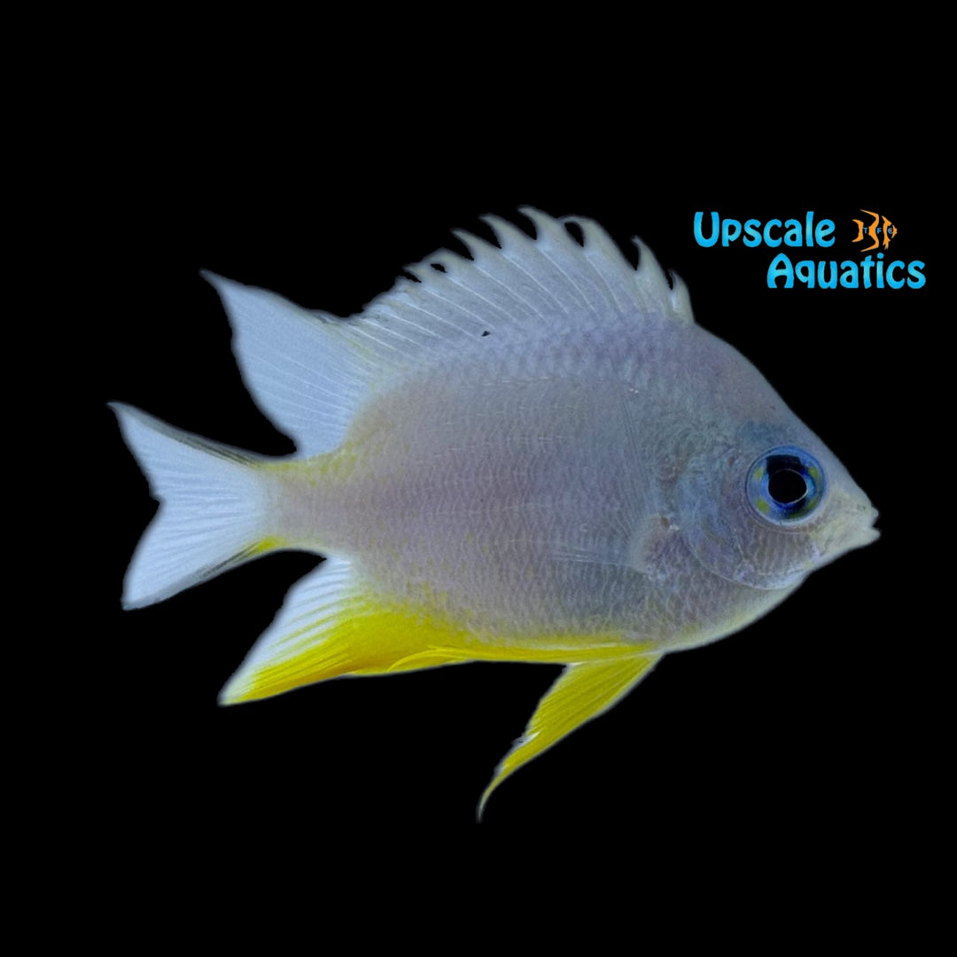 Yellow Belly Damsel (Amblyglyphidodon leucogaster)