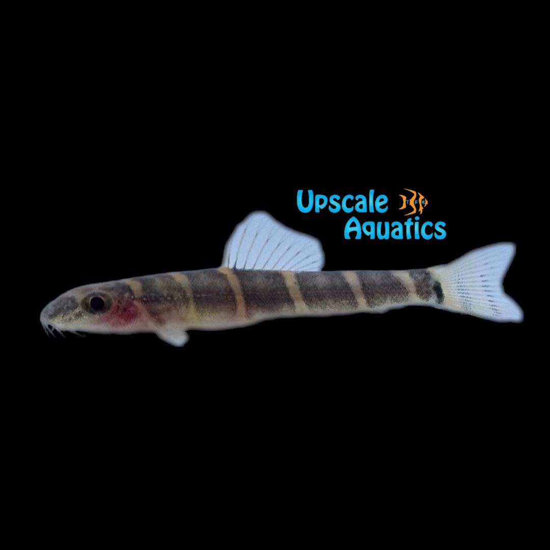 Fire Eyed Loach (Barbucca diabolica)