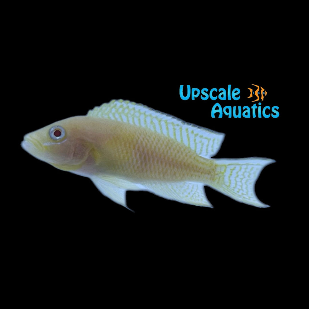 Gold Neolamprologus Walteri (Neolamprologus walteri gold)