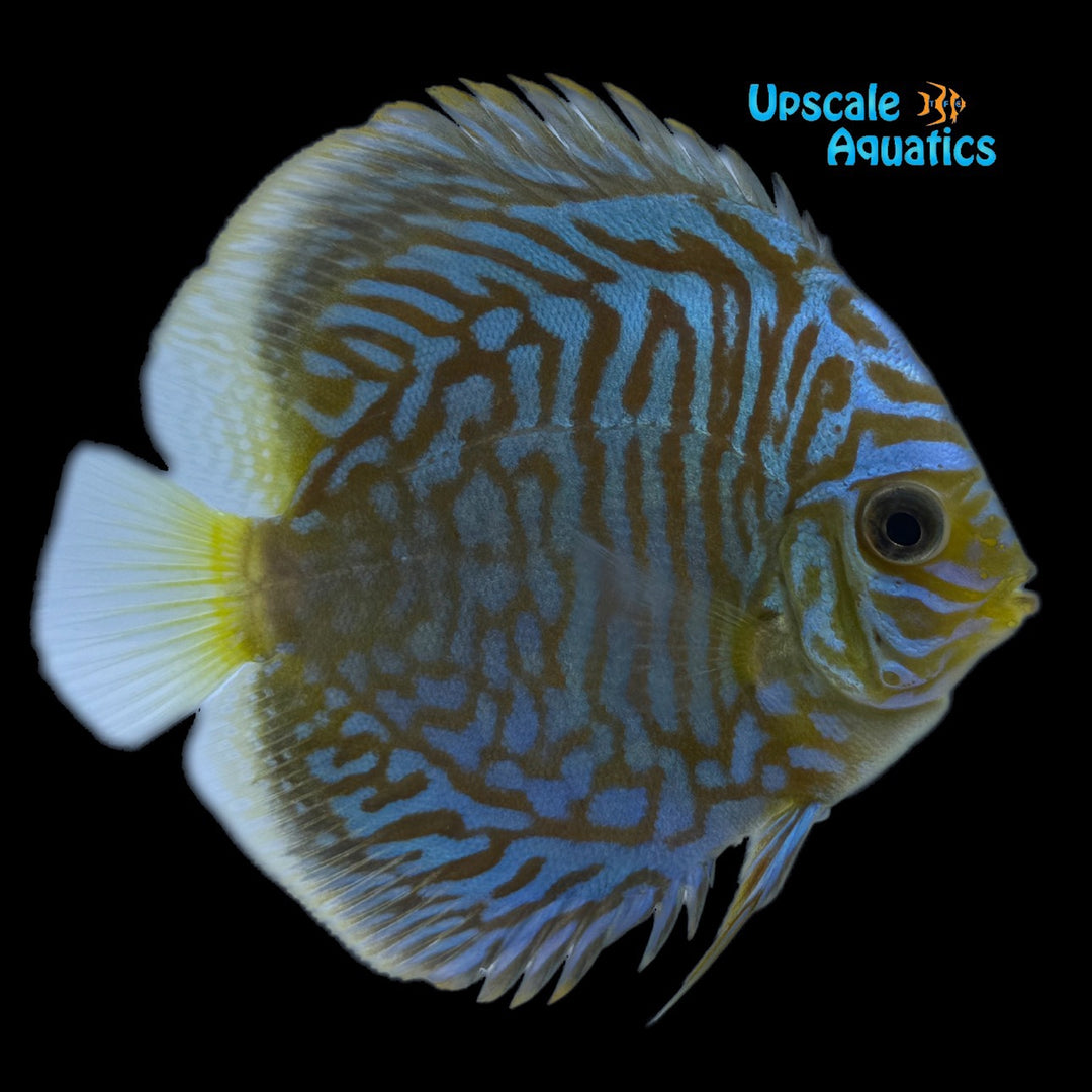 Green Tiger Turquoise Discus (Symphysodon aequifasciatus)