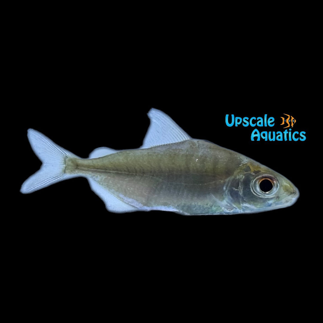 Sheep Head Pacu (Acnodon normani)