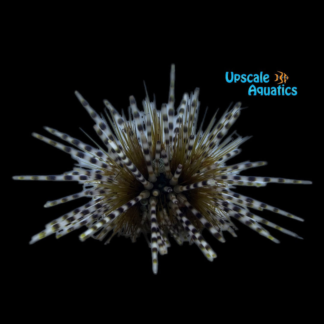 Zebra Banded Urchin (Echinothrix calamaris)