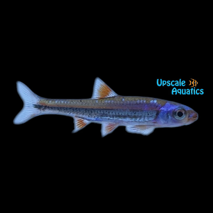Rainbow Shiner (Notropsis chrosomus)