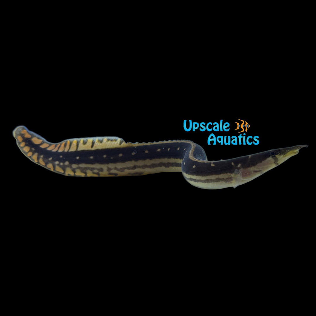 Black Pearly Spiny Eel (Mastacembelus notophthalmus)