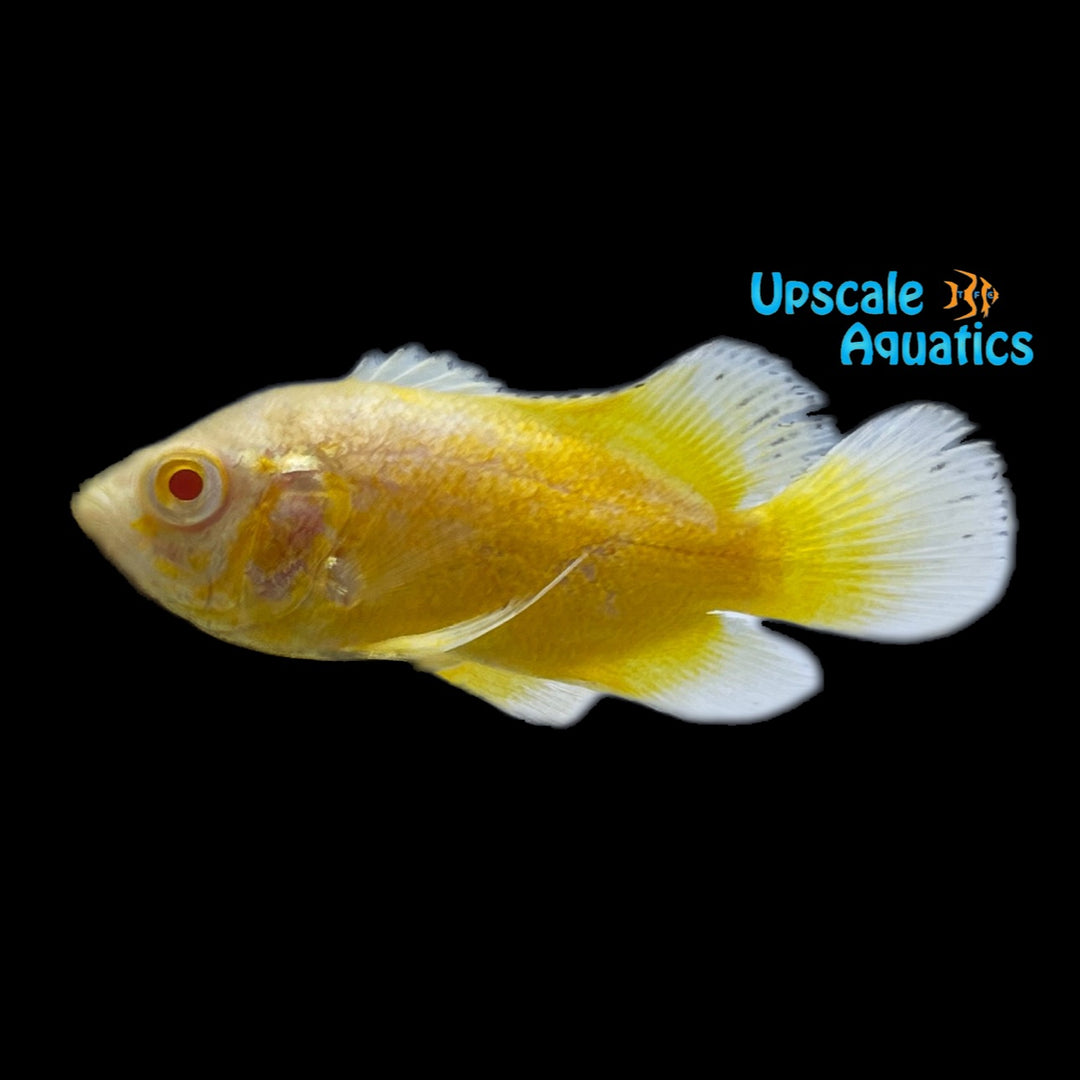 Albino Lemon Oscar (Astronotus ocellatus)