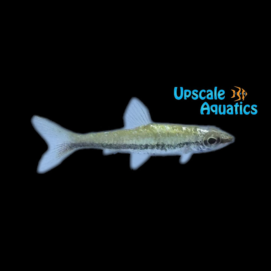 Platinum Trifasciatus Pencilfish (Nannostomus trifasciatus var. platinum)