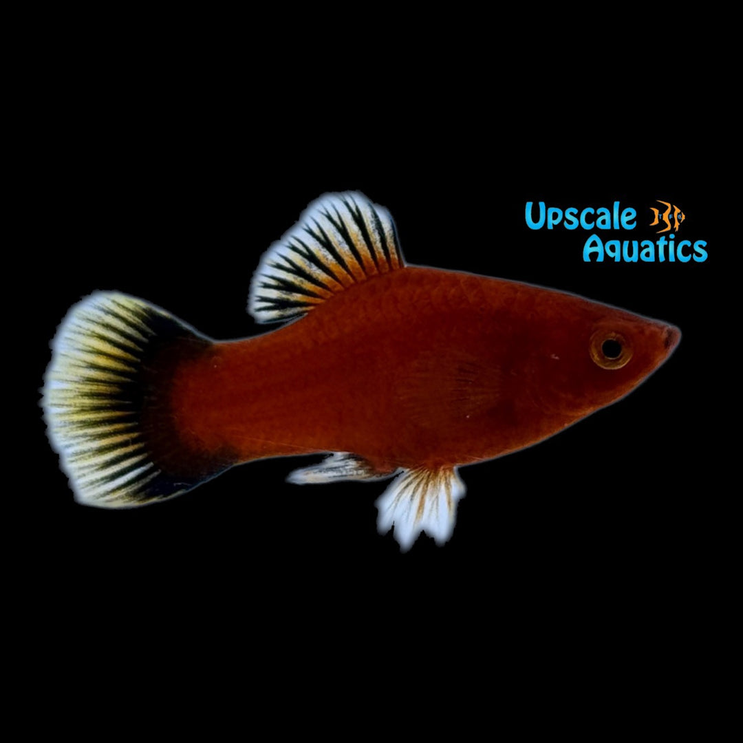 Red Wag Platy (Xiphophorus maculatus)