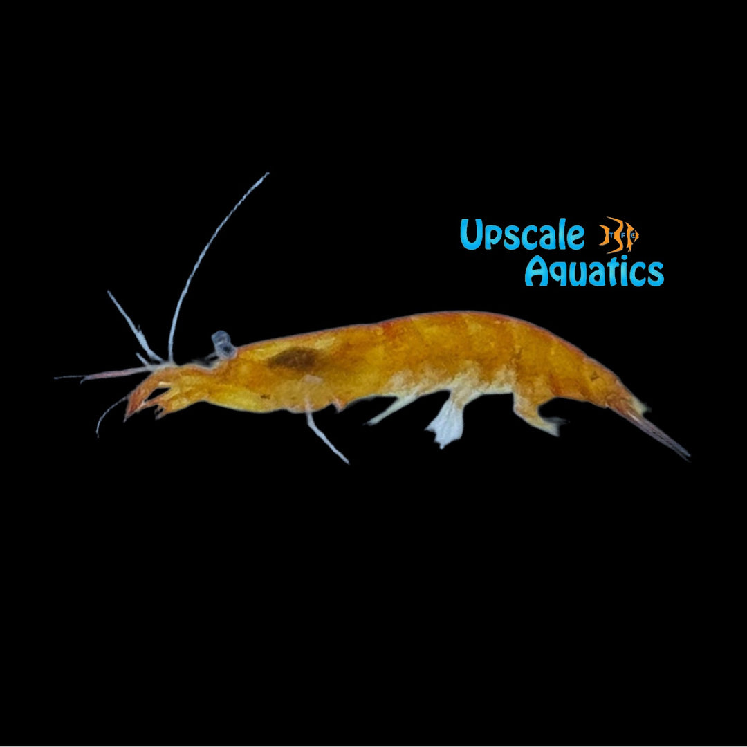 Japanese Night Shrimp (Hayashidonus japonicus)