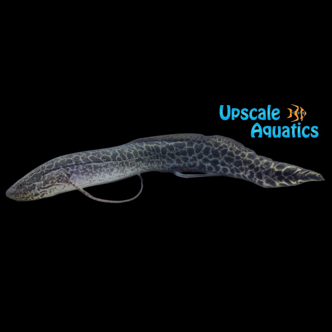 Marbled African Lungfish (Protopterus aethiopicus)