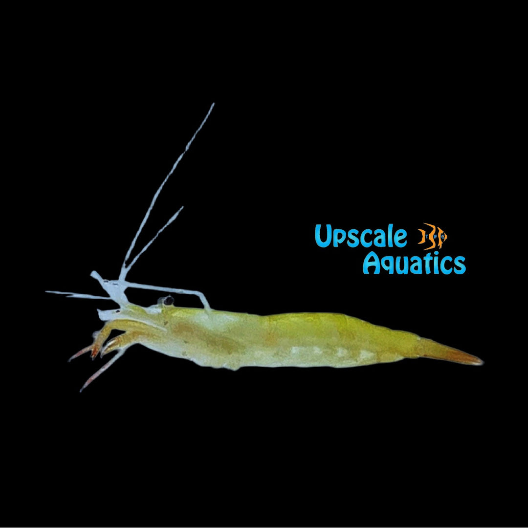 Yellow Bloody Nose Shrimp (Hayashidonus sp.)