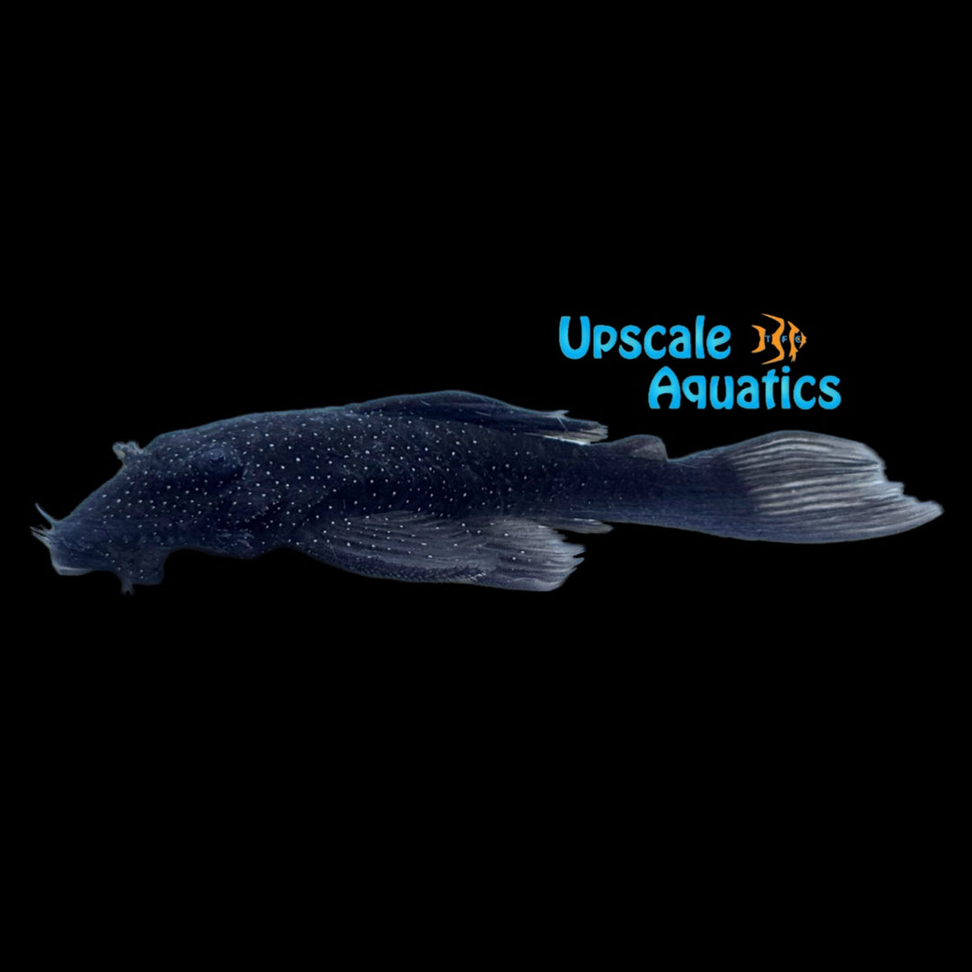 Silver Spotted Bristlenose Pleco L213 (Ancistrus sp. L213)