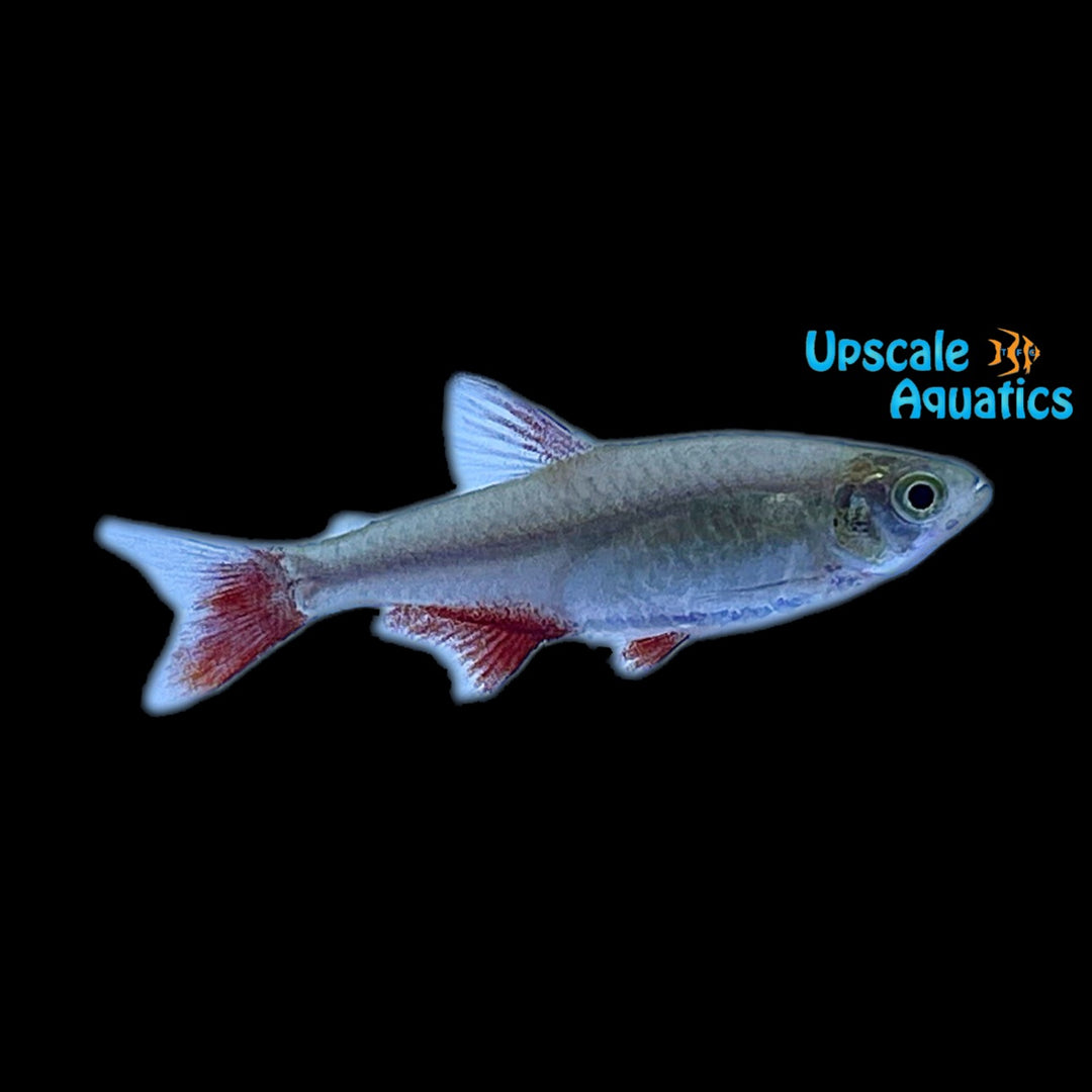 Bloodfin Tetra (Aphyocharax anisitsi)