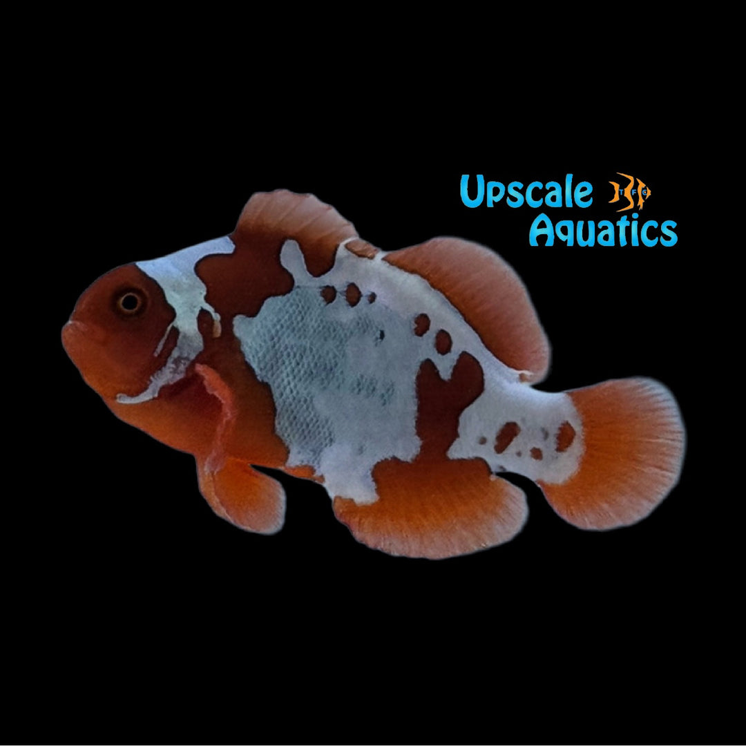 Gold Lightning Maroon Clownfish (Premnas biaculeatus)