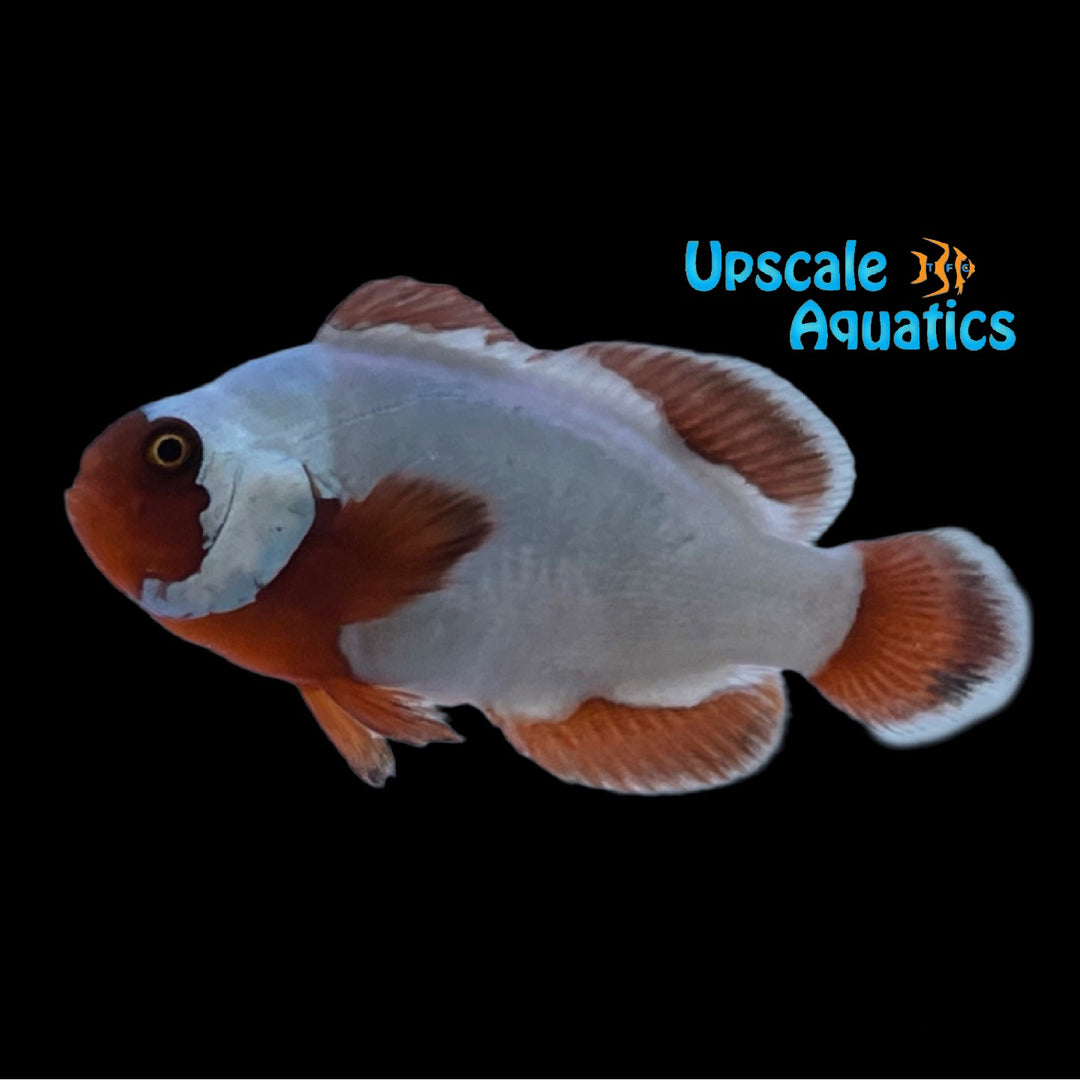 Thunder Maroon Clownfish (Premnas biaculeatus)