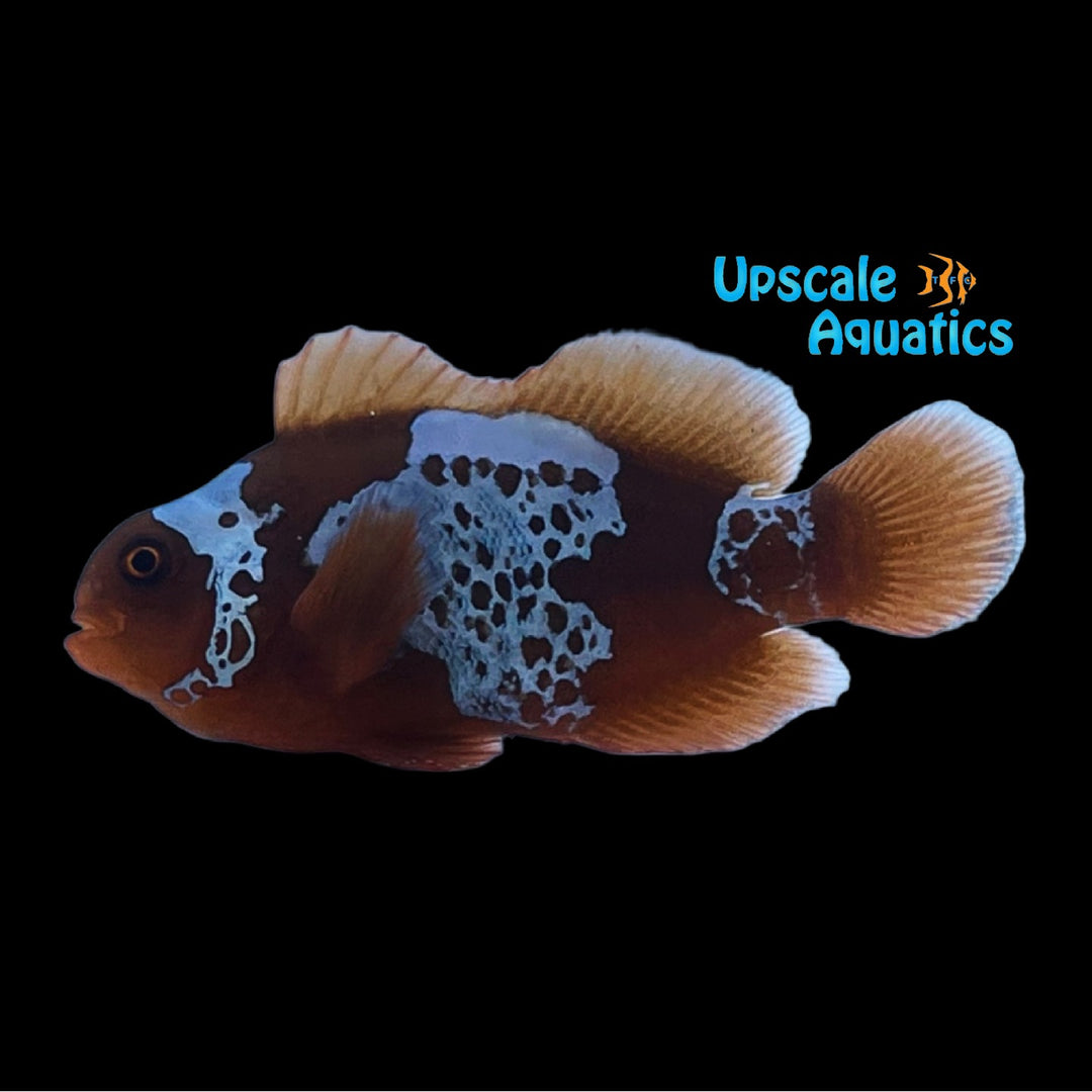 Lightning Maroon Clownfish (Premnas biaculeatus)