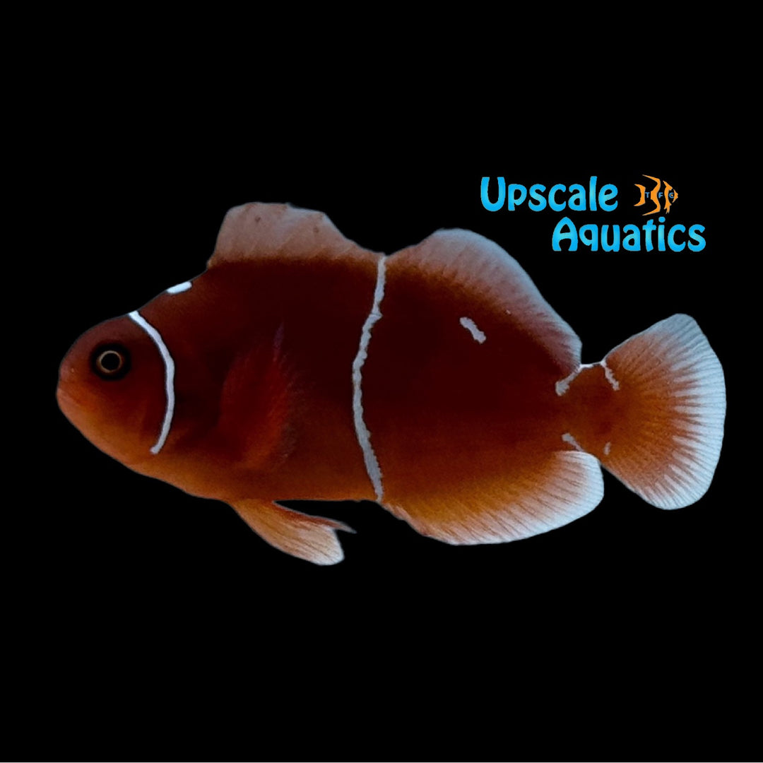 Morse Code Maroon Clownfish (Premnas biaculeatus)