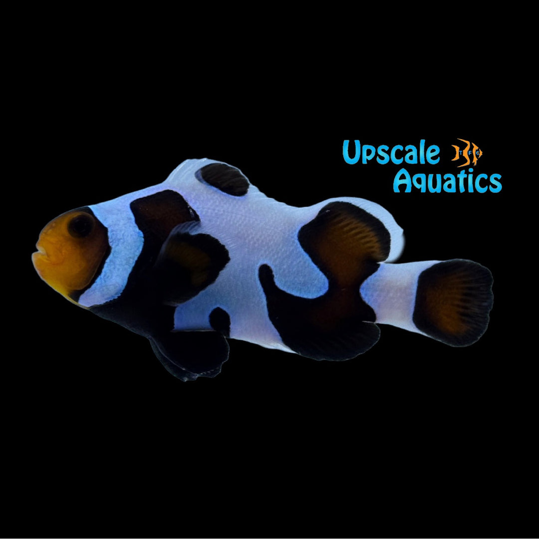 Black DaVinci Clownfish (Amphiprion ocellaris)