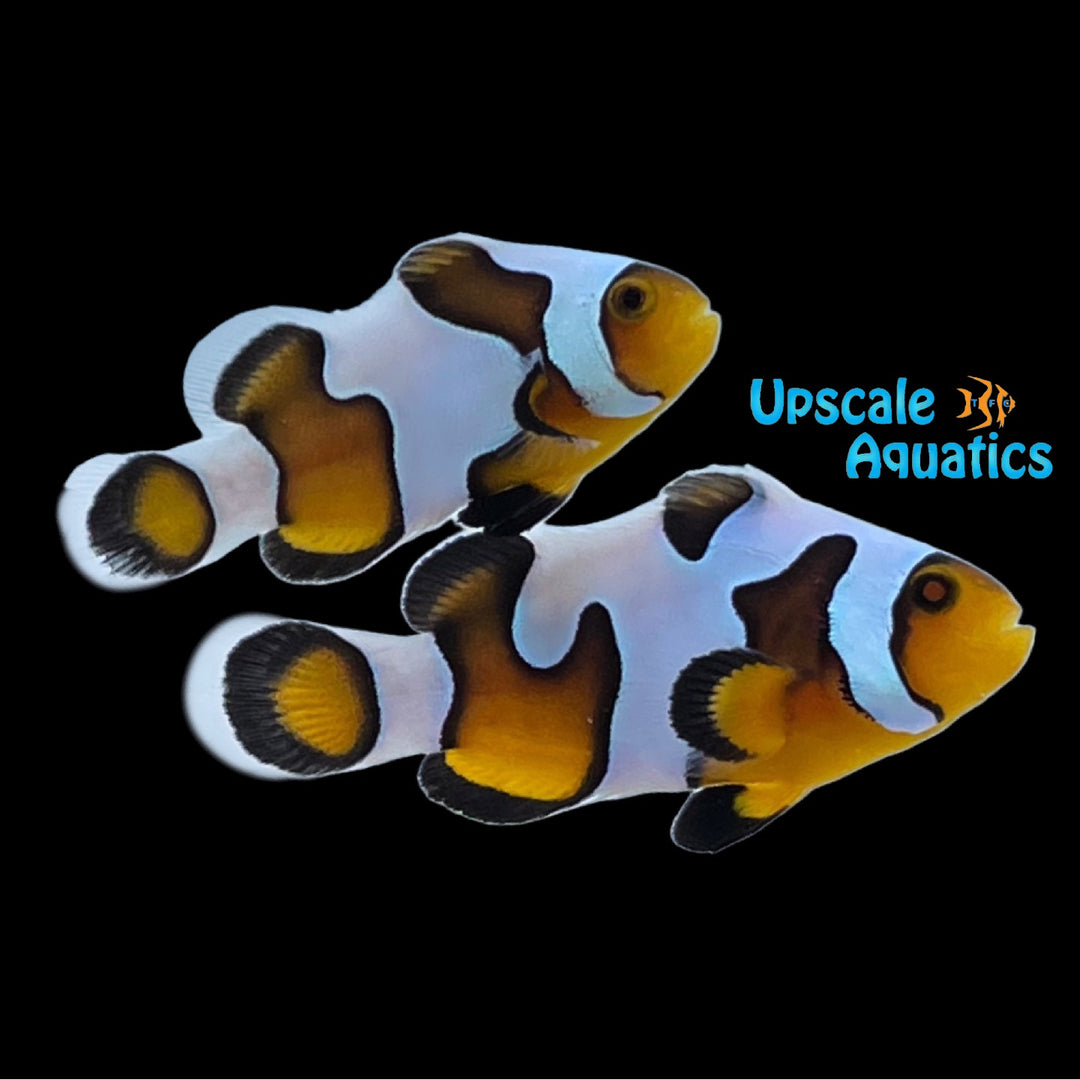 MochaVinci Clownfish (Amphiprion ocellaris)