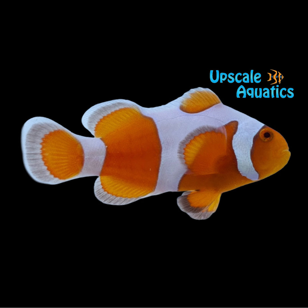 Tangerine DaVinci Clownfish 'Grade B' (Amphiprion ocellaris)