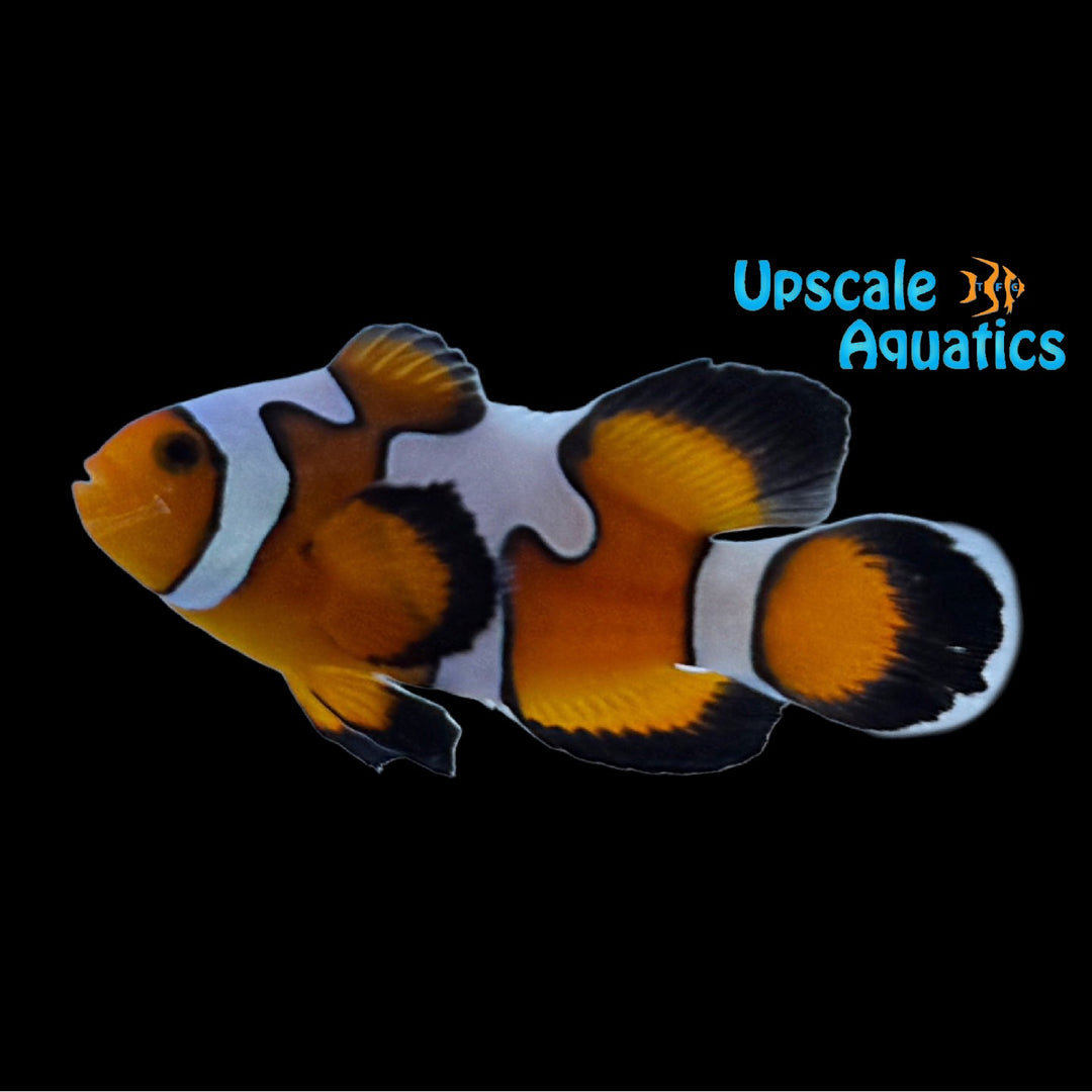 Longfin DaVinci Clownfish 'Grade B' (Amphiprion ocellaris)