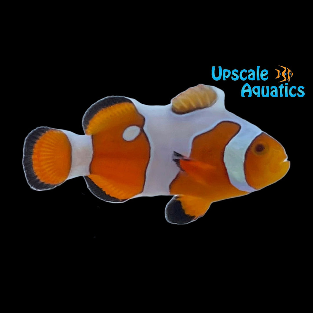 DaVinci Clownfish 'Grade A' (Amphiprion ocellaris)