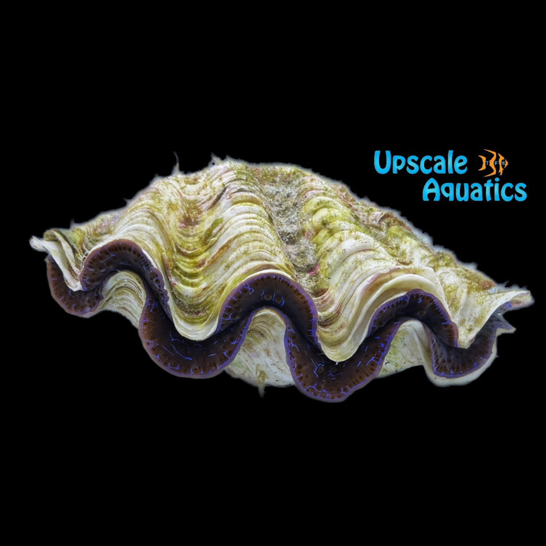 Blue Maxima Clam - Aquacultured (Tridacna maxima)