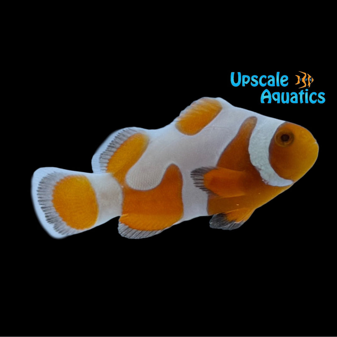 Tangerine DaVinci Clownfish 'Grade A' (Amphiprion ocellaris)