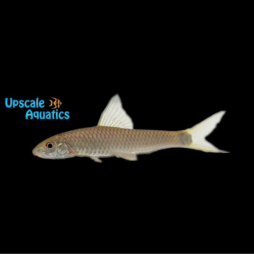 Reticulated Siamese Algae Eater (Crossocheilus reticulatus)