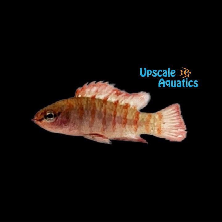 Scarlet Badis (Dario dario)
